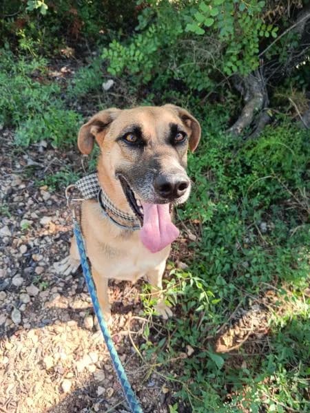 YULO, male German Shepherd for adoption at SPAC – Societat Protectora d