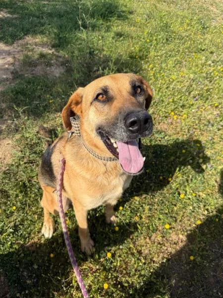 YULO, male German Shepherd for adoption at SPAC – Societat Protectora d