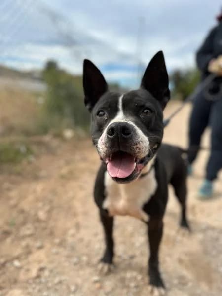DUQUE, male American Staffordshire Terrier for adoption at SPAC – Societat Protectora d