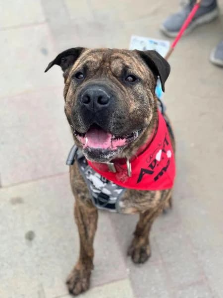SULIVAN, male Shar Pei for adoption at SPAC – Societat Protectora d