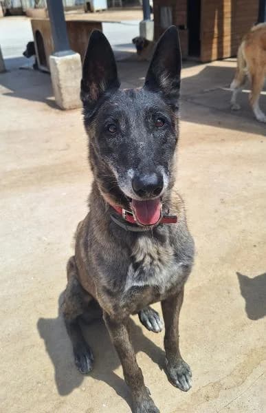 RANGO (ESCANOR), male Belgian Malinois for adoption at SPAC – Societat Protectora d