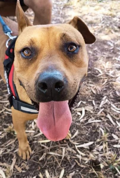 FREYA, female Mixed Breed for adoption at SPAC – Societat Protectora d