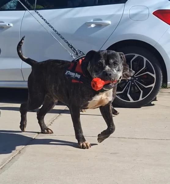 HOMER, male American Staffordshire Terrier for adoption at SPAC – Societat Protectora d