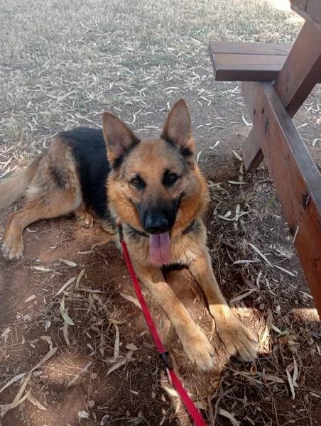 LOKI, male German Shepherd for adoption at SPAC – Societat Protectora d