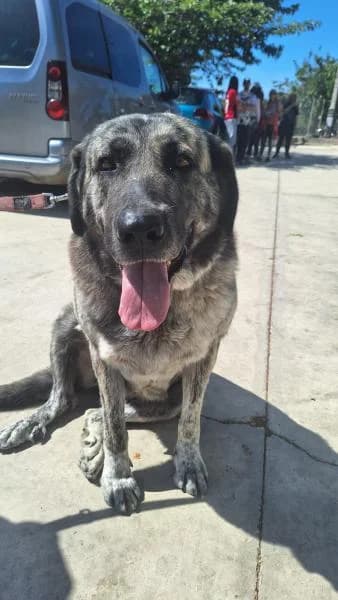 MAYA (ZOEY), female Spanish Mastiff for adoption at SPAC – Societat Protectora d