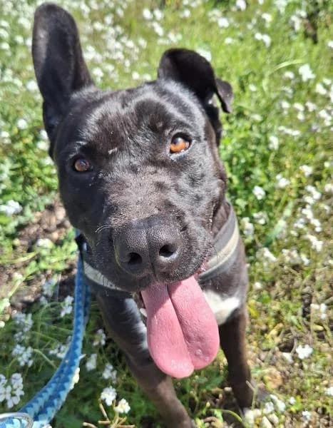 TRON, male Mixed Breed for adoption at SPAC – Societat Protectora d