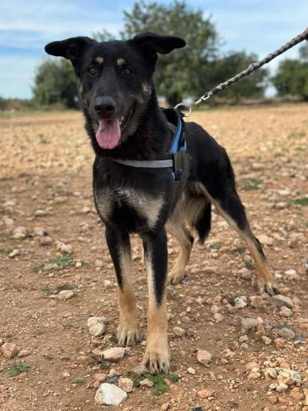 TAO, male German Shepherd for adoption at SPAC – Societat Protectora d