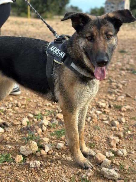 ZEN, female German Shepherd for adoption at SPAC – Societat Protectora d
