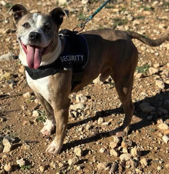 OREN, male Mixed Breed for adoption at SPAC – Societat Protectora d