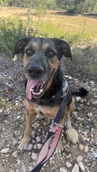 DRAGO, male German Shepherd for adoption at SPAC – Societat Protectora d