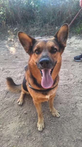 MAURO, male German Shepherd for adoption at SPAC – Societat Protectora d