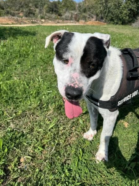 WALTER, male American Staffordshire Terrier for adoption at SPAC – Societat Protectora d