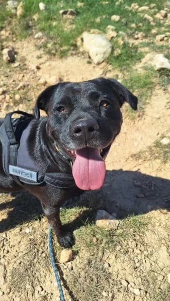 MARIA, female Labrador Retriever for adoption at SPAC – Societat Protectora d