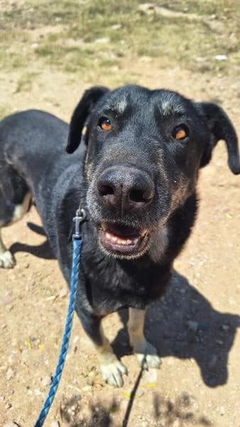 AXEL, male German Shepherd for adoption at SPAC – Societat Protectora d