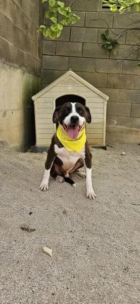 MANOLO, male American Staffordshire Terrier for adoption at SPAC – Societat Protectora d