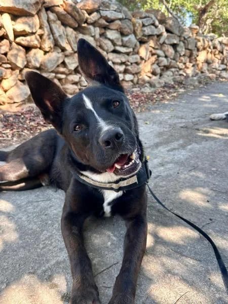 ECLIPSE, male Labrador Retriever for adoption at SPAC – Societat Protectora d
