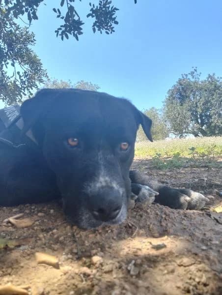 DUQUE, male Mixed Breed for adoption at SPAC – Societat Protectora d