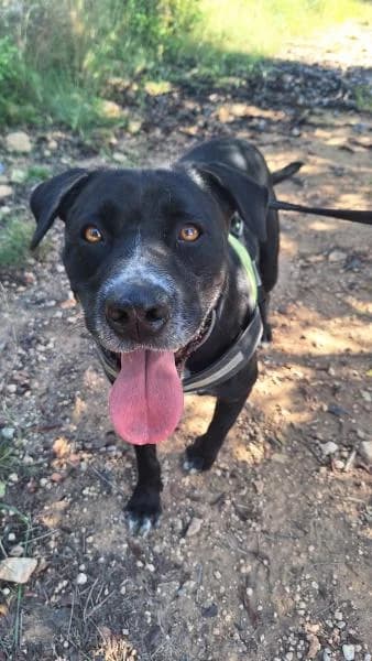 DUQUE, male Mixed Breed for adoption at SPAC – Societat Protectora d