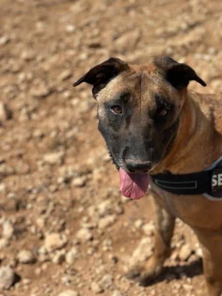 REYNA (COSTE 0), female Belgian Malinois for adoption at SPAC – Societat Protectora d