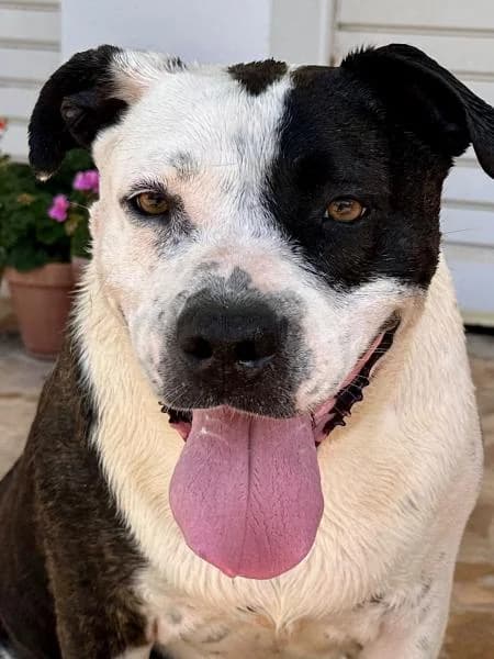 VINIS, female American Staffordshire Terrier for adoption at SPAC – Societat Protectora d