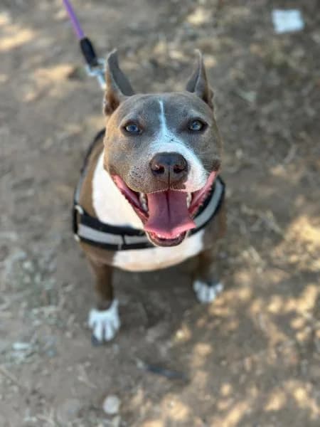 LUZ, female Pit Bull Terrier for adoption at SPAC – Societat Protectora d