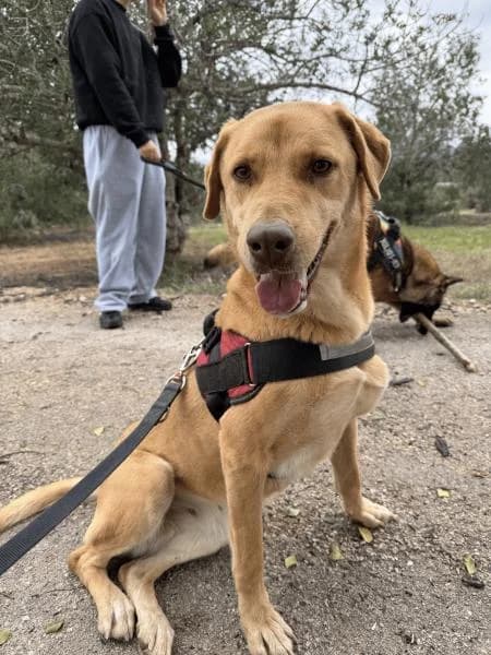 MELOCOT�N, female Labrador Retriever for adoption at SPAC – Societat Protectora d