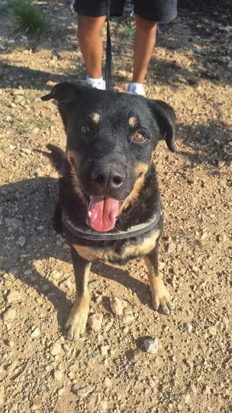 FOC, male Mixed Breed for adoption at SPAC – Societat Protectora d