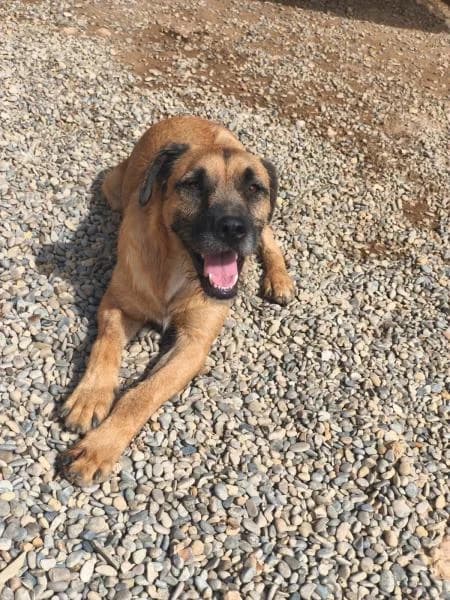 CAP, male Mixed Breed for adoption at SPAC – Societat Protectora d