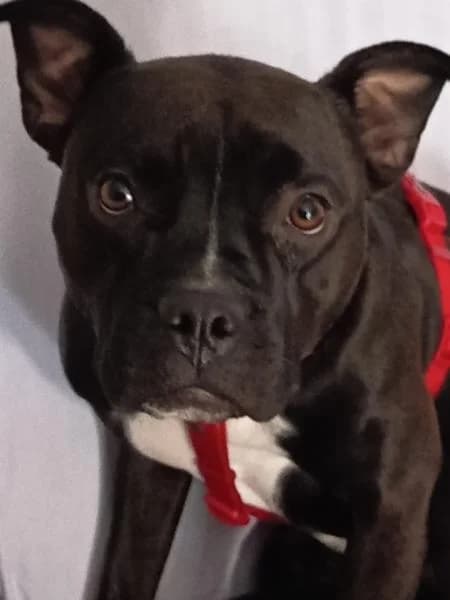 KIRA, female American Staffordshire Terrier for adoption at SPAC – Societat Protectora d