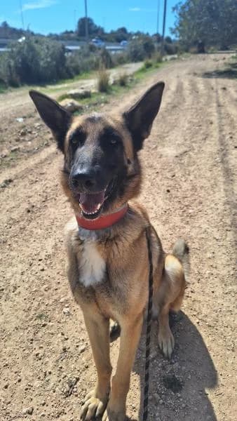 SKYP, male Belgian Malinois for adoption at SPAC – Societat Protectora d