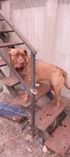 GOLA, female Mixed Breed for adoption at SPAC – Societat Protectora d