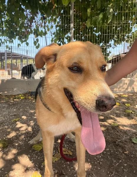 BRAND, male German Shepherd for adoption at SPAC – Societat Protectora d
