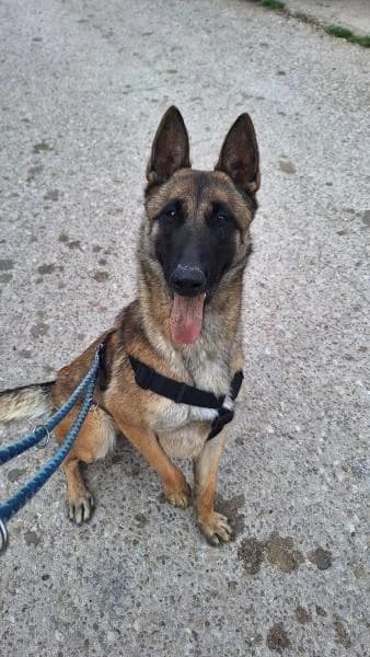 MACARENA, female Belgian Malinois for adoption at SPAC – Societat Protectora d