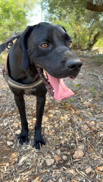KODA, male Pointer for adoption at SPAC – Societat Protectora d