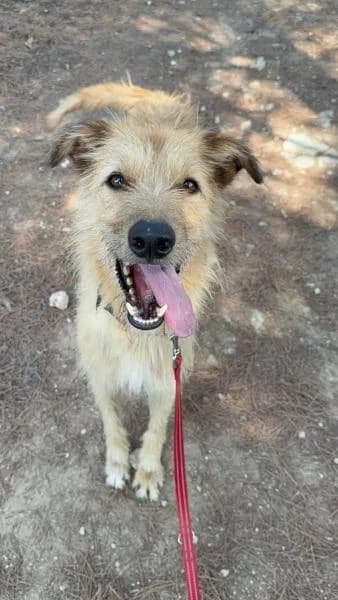 ROC, male Podenco for adoption at SPAC – Societat Protectora d