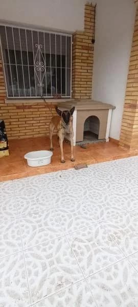 LUNA, female Belgian Malinois for adoption at SPAC – Societat Protectora d