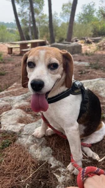 FIONA, female Beagle for adoption at SPAC – Societat Protectora d