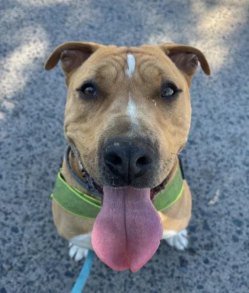 BAYRON, male American Staffordshire Terrier for adoption at SPAC – Societat Protectora d