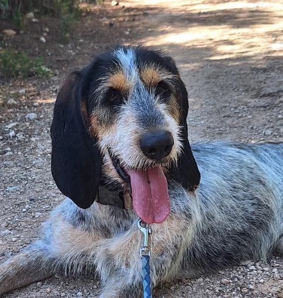 KALA, female mixed breed for adoption at SPAC – Societat Protectora d