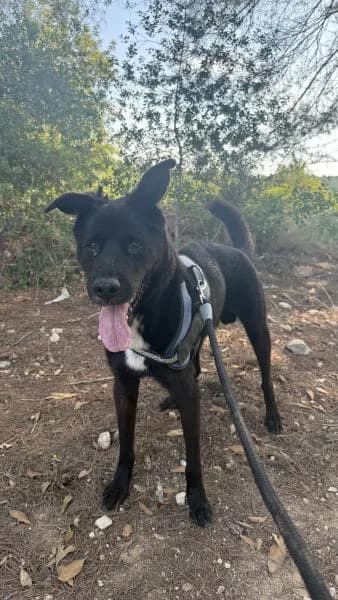 CLACK, male Labrador Retriever for adoption at SPAC – Societat Protectora d