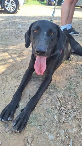 DEREK, male Labrador Retriever for adoption at SPAC – Societat Protectora d