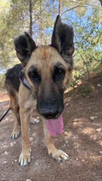 AMAPOLA, female German Shepherd for adoption at SPAC – Societat Protectora d