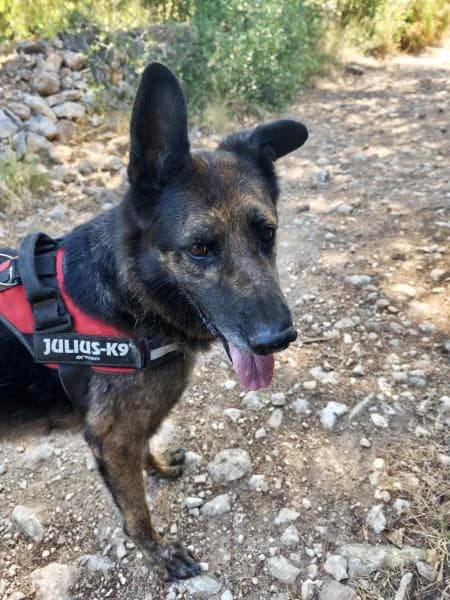DRAKO (AARON), male German Shepherd for adoption at SPAC – Societat Protectora d