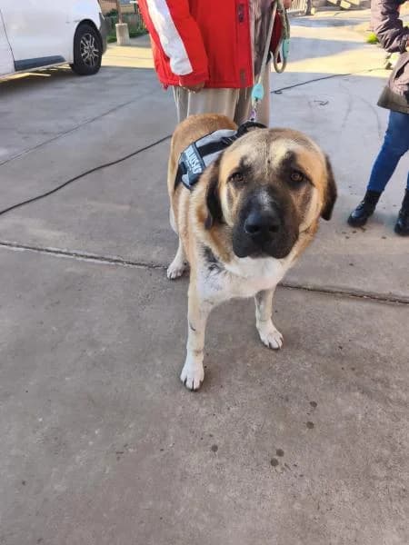 BALOO, male Spanish Mastiff for adoption at SPAC – Societat Protectora d
