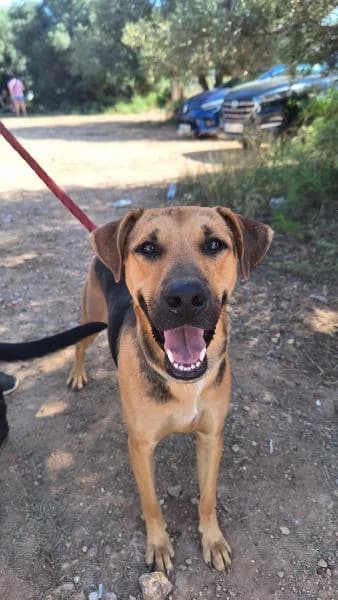 SHIN-CHAN, male mixed breed for adoption at SPAC – Societat Protectora d