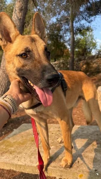 ZERO, male mixed breed for adoption at SPAC – Societat Protectora d