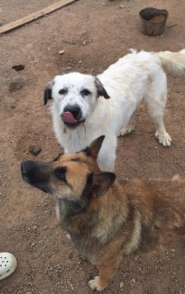 BIG MAG, male Mixed Breed for adoption at SPAC – Societat Protectora d