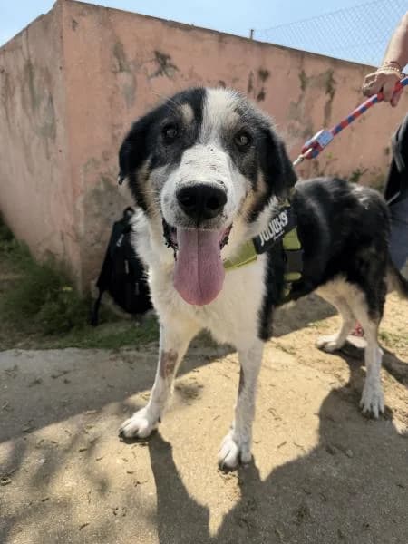 CASPIAN (BAL�), male Mixed Breed for adoption at SPAC – Societat Protectora d