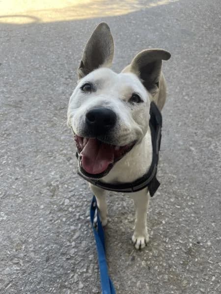 GERZA, female Pit Bull Terrier for adoption at SPAC – Societat Protectora d