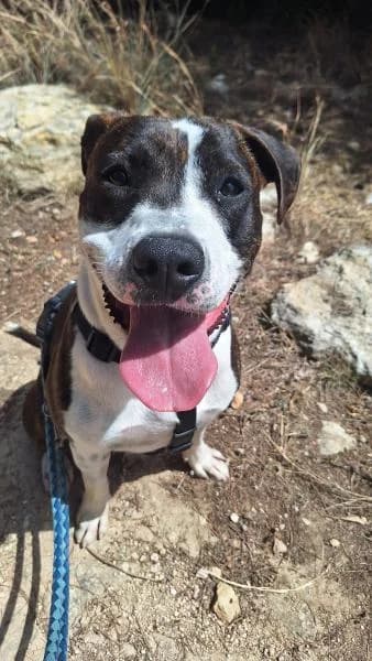 ARES, male American Staffordshire Terrier for adoption at SPAC – Societat Protectora d